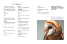 Alternative view 8 of The Backyard Birdwatcher's Bible: Birds, Behaviors, Habitats, Identification, Art & Other Home Crafts