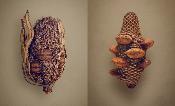 The Hidden Beauty of Seeds & Fruits: Botanical Photography Levon Biss