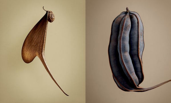 The Hidden Beauty of Seeds & Fruits: Botanical Photography Levon Biss