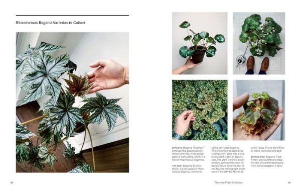 The New Plant Collector: Next Adventure Your House Journey