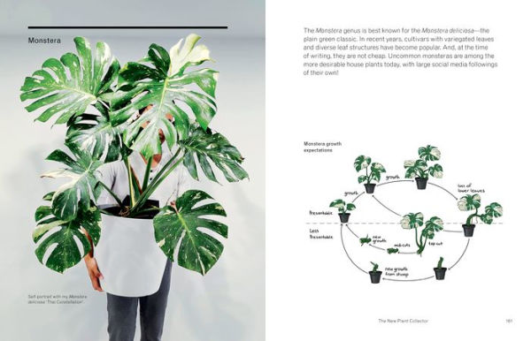 The New Plant Collector: Next Adventure Your House Journey