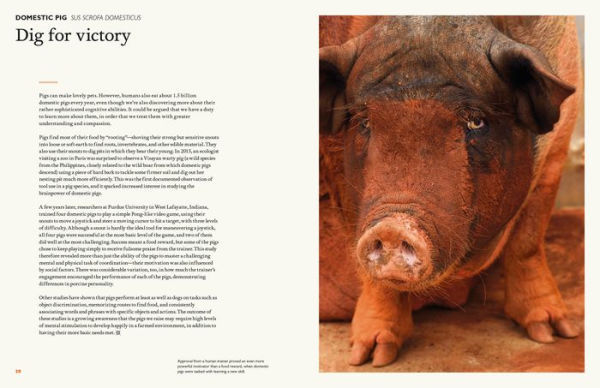 The Animal Mind: Profiles of Intelligence and Emotion