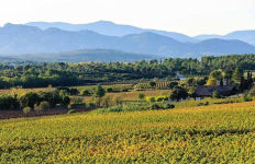 Alternative view 8 of Adventures in Rosé Wine in Provence