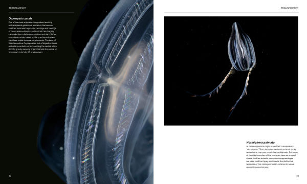 the Radiant Sea: Color and Light Underwater World