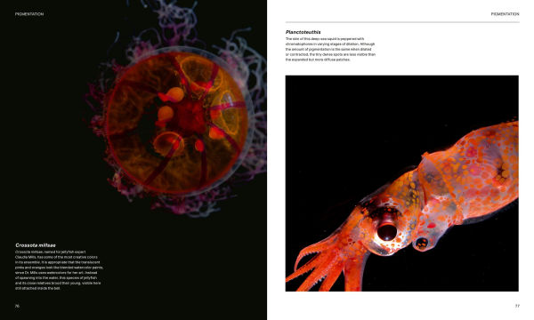 the Radiant Sea: Color and Light Underwater World