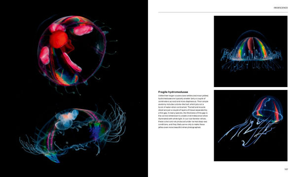 the Radiant Sea: Color and Light Underwater World