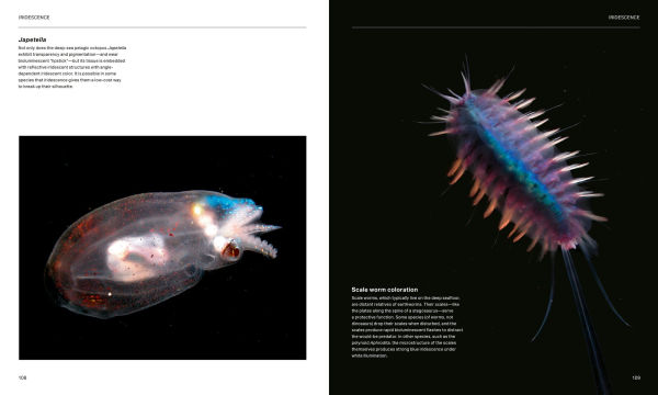 the Radiant Sea: Color and Light Underwater World