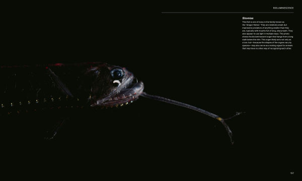 the Radiant Sea: Color and Light Underwater World