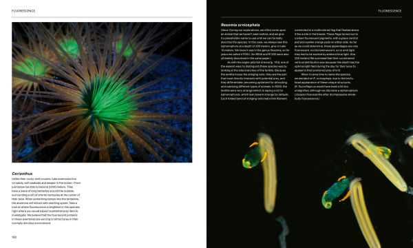 the Radiant Sea: Color and Light Underwater World