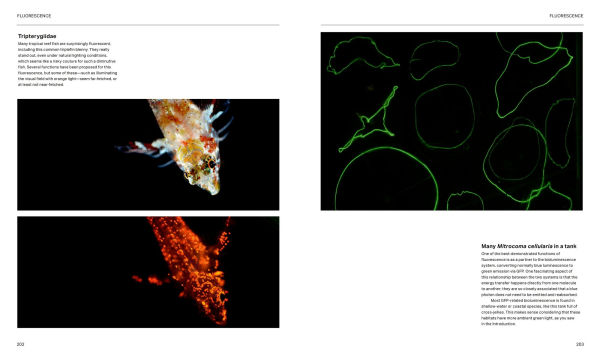 the Radiant Sea: Color and Light Underwater World