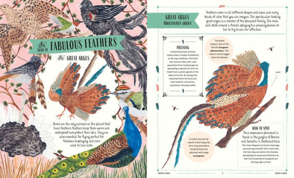 Fly: A Family Guide to Birds and How to Spot Them