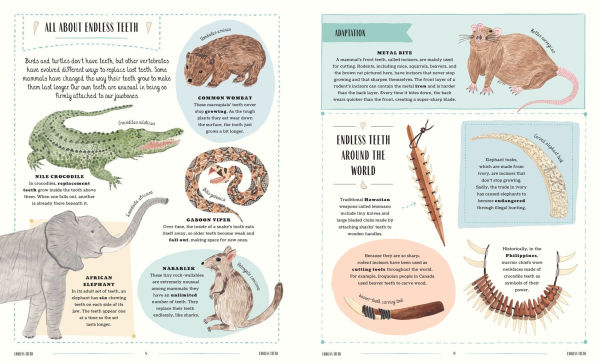 Wild: A Family Guide to the Animal Kingdom