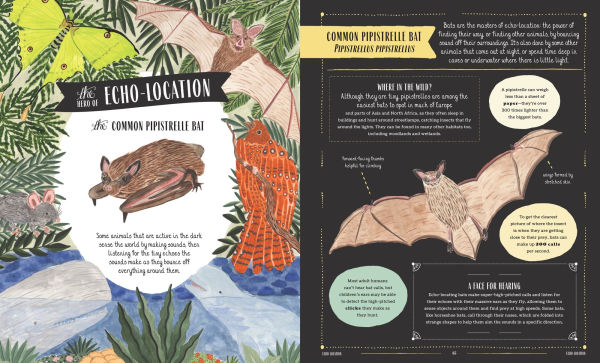 Wild: A Family Guide to the Animal Kingdom