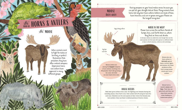 Wild: A Family Guide to the Animal Kingdom