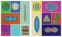 Alternative view 2 of The Shape of Nature: The Intricate Patterns of Life