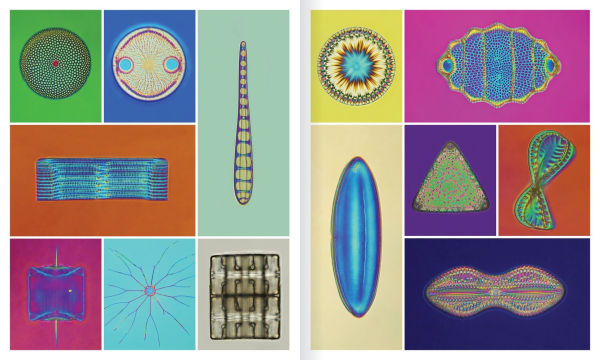 The Shape of Nature: The Intricate Patterns of Life