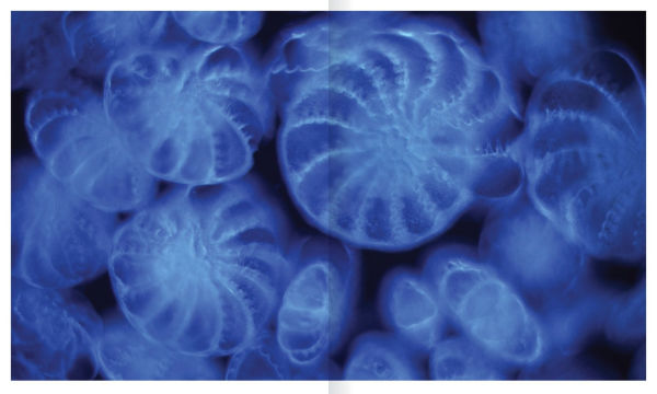 The Shape of Nature: The Intricate Patterns of Life