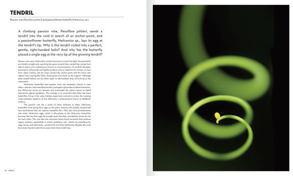 The Shape of Nature: The Intricate Patterns of Life