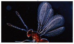 Alternative view 6 of The Shape of Nature: The Intricate Patterns of Life