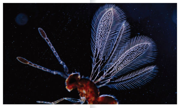 The Shape of Nature: The Intricate Patterns of Life