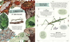 Alternative view 2 of Buzz: A Family Guide to Bugs and How to Spot Them