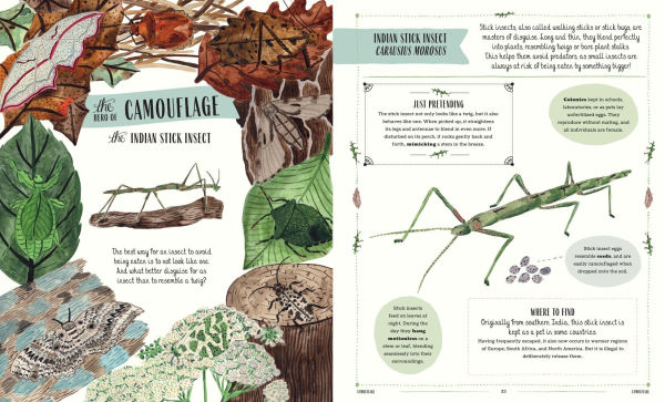 Buzz: A Family Guide to Bugs and How to Spot Them