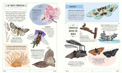 Alternative view 4 of Buzz: A Family Guide to Bugs and How to Spot Them