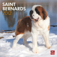 Title: 2012 Saint Bernards Square 12X12 Wall Calendar, Author: BrownTrout Publishers