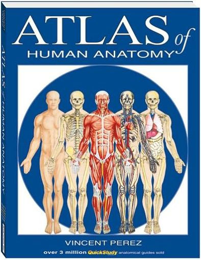 Atlas Of Human Anatomy