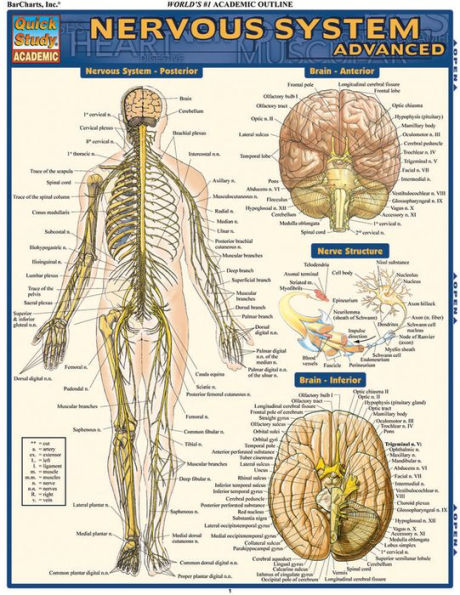 Nervous System Advanced