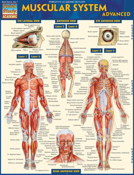 Muscular System Advanced: QuickStudy Laminated Reference Guide