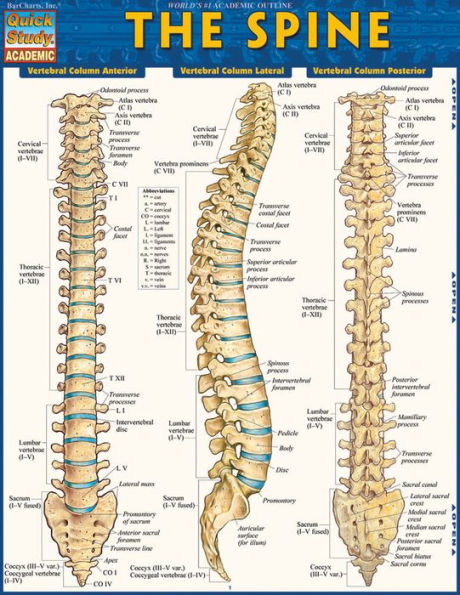 The Spine: QuickStudy Laminated Reference Guide