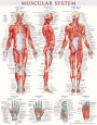 Muscular System Poster (22 x 28 Inches) - Laminated: a QuickStudy Anatomy Reference