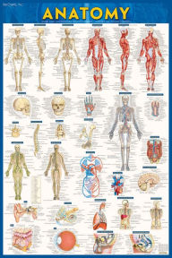 Title: Anatomy - Laminated Poster (24 x 36): a QuickStudy reference tool, Author: BarCharts