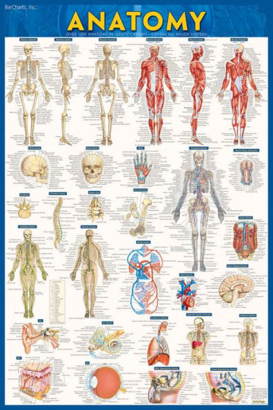 Anatomy Poster (24 x 36) - Paper: a QuickStudy Reference