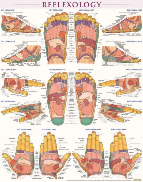 Reflexology Poster (22 x 28 inches) - Laminated: a QuickStudy Anatomy Reference