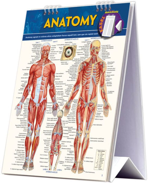 Anatomy Easel Book: a QuickStudy reference tool