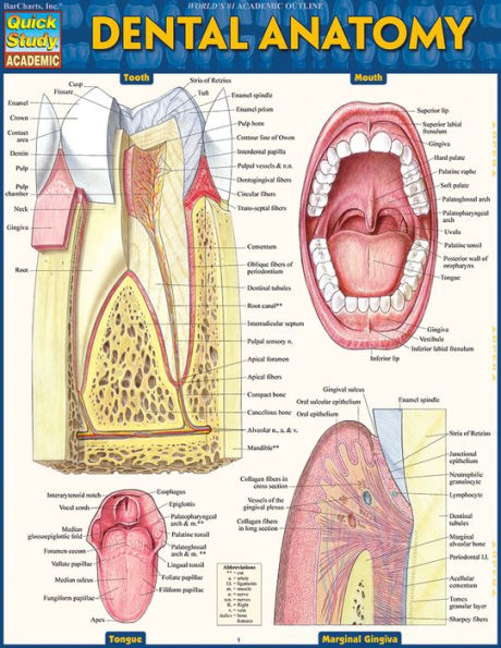 Dental Anatomy: QuickStudy Laminated Reference Guide