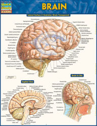 Title: Brain: QuickStudy Laminated Reference Guide, Author: Vincent Perez