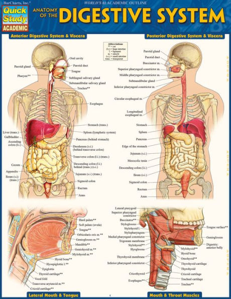 Anatomy of the Digestive System: QuickStudy Laminated Reference Guide