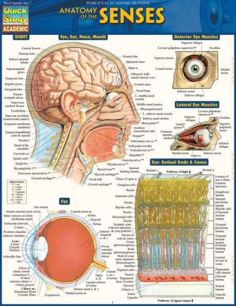 Anatomy of the Senses: QuickStudy Laminated Reference Guide