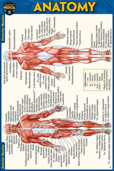 Anatomy Pocket-Sized Reference Guide (4x6 inches)