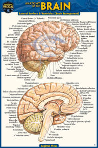 Title: Anatomy of the Brain (Pocket-Sized Edition - 4x6 inches), Author: Vincent Perez