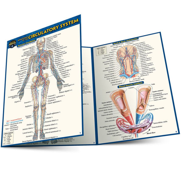 Anatomy of the Circulatory System (Pocket-Sized Edition - 4x6 inches)