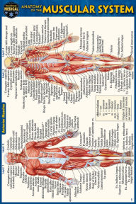 Title: Anatomy of the Muscular System (Pocket-Sized Edition - 4x6 inches), Author: Vincent Perez
