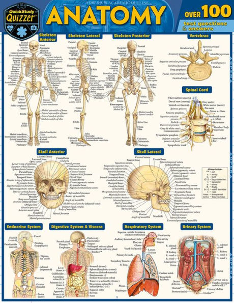 Anatomy Quizzer: a QuickStudy Laminated Reference Guide