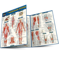 Title: Anatomy of the Muscular System: a QuickStudy Laminated Reference Guide, Author: Vincent Perez