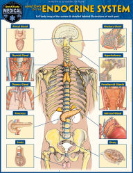 Title: Anatomy of the Endocrine System: a QuickStudy Laminated Reference Guide, Author: Vincent Perez
