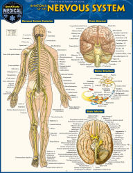 Title: Anatomy of the Nervous System: a QuickStudy Laminated Reference Guide, Author: Vincent Perez