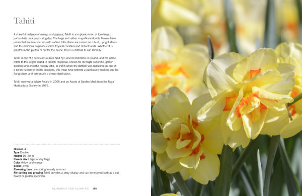 Daffodils: Beautiful Varieties for Home and Garden